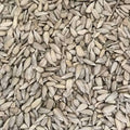 Sunflower seeds